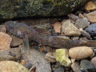 Tokyo Freshwater Goby / 東京のヨシノボリ類　（自然写真）