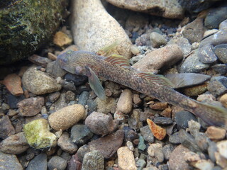 Tokyo Freshwater Goby / 東京のヨシノボリ類　（自然写真）