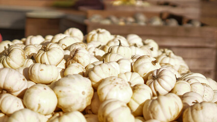 Autumn pumpkins lined up in rows under sunlight on the farm.