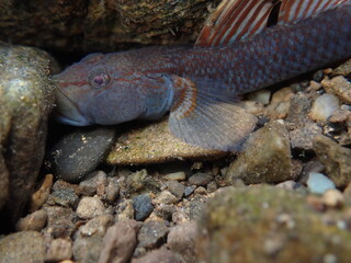 Tokyo Freshwater Goby / 東京のヨシノボリ類　（自然写真）