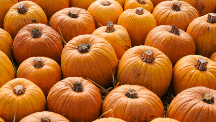 Fresh orange pumpkins arranged in a row on a farm background.