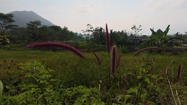 Peaceful countryside scenery featuring wild grass and red foxtail plants swaying gently in the wind, with lush green rice fields and a distant mountain in the background.
