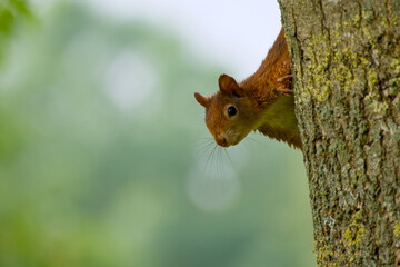 Curious red squirrel is peeking out from a tree close-up