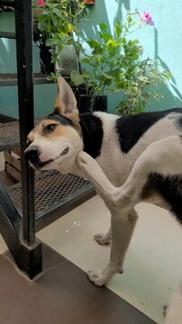 flea-ridden dog scratching its neck
