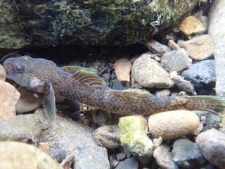 Tokyo Freshwater Goby / 東京のヨシノボリ類　（自然写真）