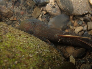Tokyo Freshwater Goby / 東京のヨシノボリ類　（自然写真）