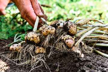 A gardener's hands holding a fresh harvest of garlic in the summer.