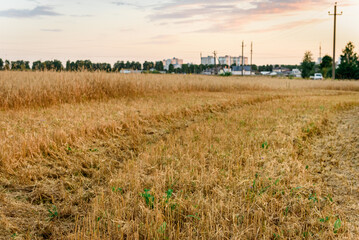 Field after barley harvesting at sunset.