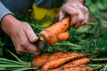 The gardener harvesting carrots and cutting the leaves, preparing for storage in autumn garden.