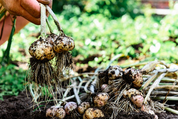 A gardener's hands holding a fresh harvest of garlic in the summer.