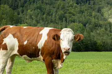 Portrait of a beautiful alpine cow on a green meadow near the forest