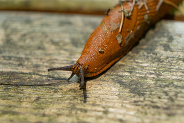Detailed Macro of Slug in Forest Ecosystem, Wildlife Close-Up