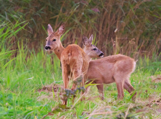 deer in the meadows