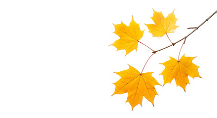 Bright Yellow Maple Leaves on Branch with Transparent Background for Fall Designs