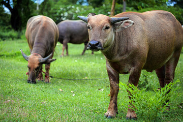 Herd of Asian Water Buffalo, a large water buffalo with impressive horns, looks calmly forward in a bright green grassland.