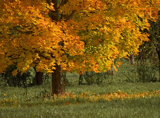 A Maple Tree with Vibrant, Golden-Yellow Leaves in an Autumn Park