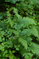Green Fern Leaves in Natural Forest Environment