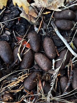 a pile of moose scat or poop pellets in the grass on forest floor