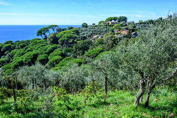 Obraz premium golfo di Portofino, Liguria