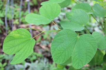 Bauhinia purpurea plant showing bilobed green leaves ,used as ornamental and medicinal plant,botanical and nature concepts.