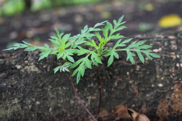 cosmos caudatus or king's salad plant with green pinnate leaves.for in salads, herbal medicine, and gardens.