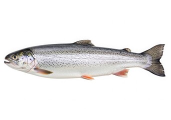 Fototapeta premium Fresh whole rainbow trout isolated on white background