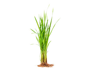 Natural green rice plant or grass with roots, green rice leaves and dry yellow leaves isolated on white background.