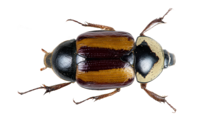 Close-up Image of Vibrantly Colored Beetle with Distinctive Patterns on Its Body and Intricate Details on Its Wings