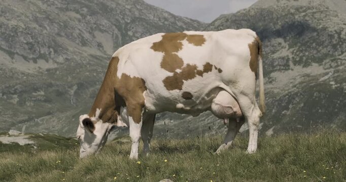 Simmental cow grazing on Alpine pastures in the Italian Alps