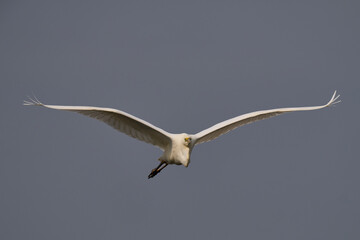 Great White Egret (Ardea alba) flying over reedbeds of the Somerset Levels in Somerset, United Kingdom.
