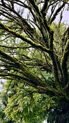Obraz premium Old mossy tree in a forest.