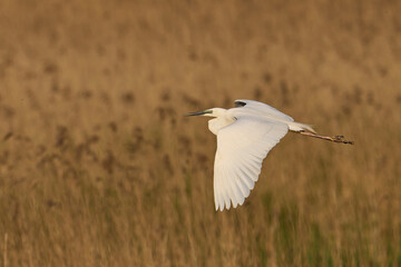 Great White Egret (Ardea alba) flying over reedbeds of the Somerset Levels in Somerset, United Kingdom.