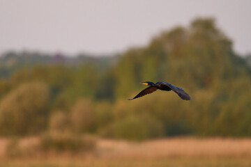 Cormorant (Phalacrocorax carbo) flying over a reedbed on the Somerset Levels in Somerset, United Kingdom.