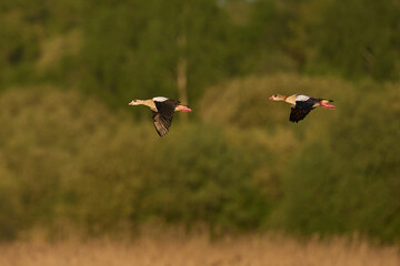 Egyptian Goose (Alopochen aegyptiaca) flying over the Somerset Levels in Somerset, United Kingdom