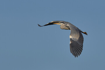 Grey Heron (Ardea cinerea) flying low over a reed bed in Somerset, England, United Kingdom.