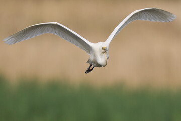 Great White Egret (Ardea alba) flying over reedbeds of the Somerset Levels in Somerset, United Kingdom.