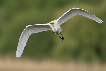 Great White Egret (Ardea alba) flying over reedbeds of the Somerset Levels in Somerset, United Kingdom.