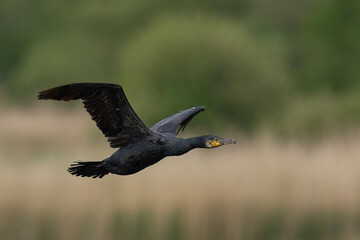 Cormorant (Phalacrocorax carbo) flying over a reedbed on the Somerset Levels in Somerset, United Kingdom.