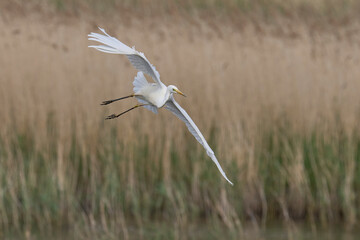Great White Egret (Ardea alba) flying over reedbeds of the Somerset Levels in Somerset, United Kingdom.