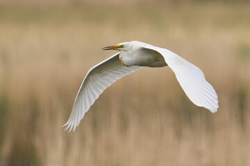 Great White Egret (Ardea alba) flying over reedbeds of the Somerset Levels in Somerset, United Kingdom.