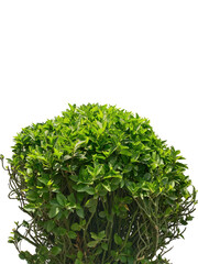 Green bush isolated cutout nature