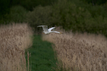 Great White Egret (Ardea alba) flying over reedbeds of the Somerset Levels in Somerset, United Kingdom.