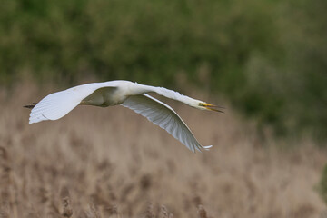 Great White Egret (Ardea alba) flying over reedbeds of the Somerset Levels in Somerset, United Kingdom.