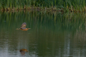 Bittern (Botaurus Stellaris) flying over the reedbeds of the Somerset Levels in Somerset, United Kingdom.