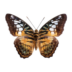 Stunning Close-Up of a Colorful Butterfly with Intricate Wing Patterns and Vibrant Colors on a Clean White Background