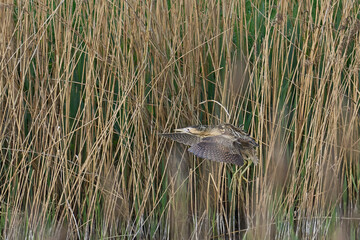 Bittern (Botaurus Stellaris) in a reedbed on the Somerset Levels in Somerset, United Kingdom.                               