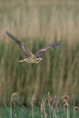 Bittern (Botaurus Stellaris) flying over the reedbeds of the Somerset Levels in Somerset, United Kingdom.