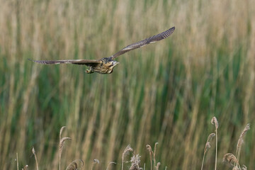 Fototapeta premium Bittern (Botaurus Stellaris) flying over the reedbeds of the Somerset Levels in Somerset, United Kingdom.