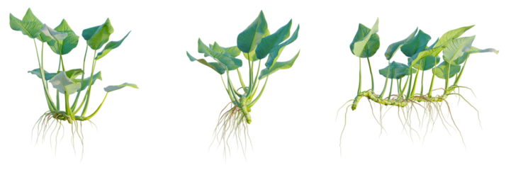 Anubias barter tree, font view, elevation, cutout, isolate, transparent background, Vibrant arum plants with roots, ideal for botanical studies and decorative use