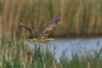 Bittern (Botaurus Stellaris) flying over the reedbeds of the Somerset Levels in Somerset, United Kingdom.
